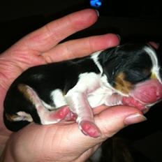 Cavalier king charles spaniel Mia-tuk