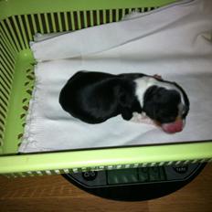 Cavalier king charles spaniel Mia-tuk