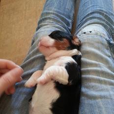 Cavalier king charles spaniel Mia-tuk