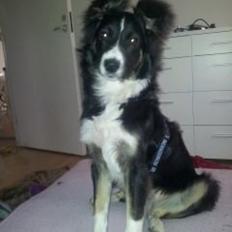 Blanding af racer Prins