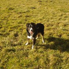 Blanding af racer Prins