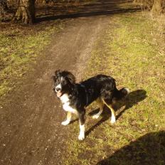 Blanding af racer Prins