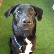 Blanding af racer Kvik 