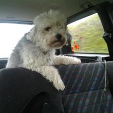 Chinese crested powder puff Albert