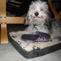 Chinese crested powder puff Albert