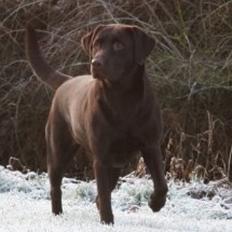 Labrador retriever Frida