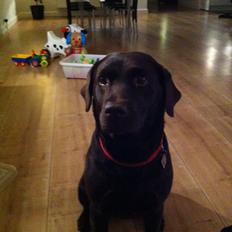 Labrador retriever Frida