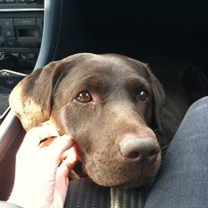 Labrador retriever Frida