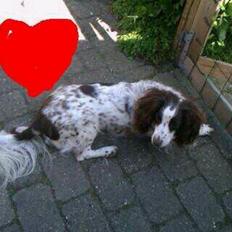 Blanding af racer Moly * Springer Spanier*