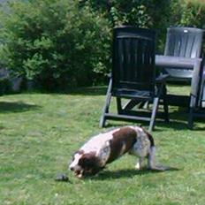 Blanding af racer Moly * Springer Spanier*