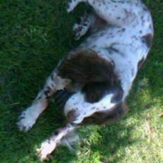 Blanding af racer Moly * Springer Spanier*