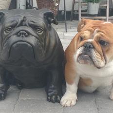 Engelsk bulldog Walborg