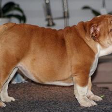 Engelsk bulldog Walborg