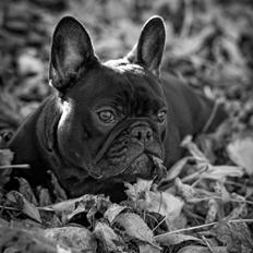 Fransk bulldog Collin