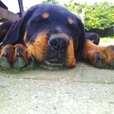 Rottweiler Zora