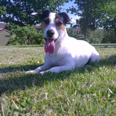 Jack russell terrier Eddie (højt elsket og savnet )