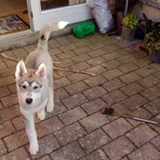 Siberian husky Kodi