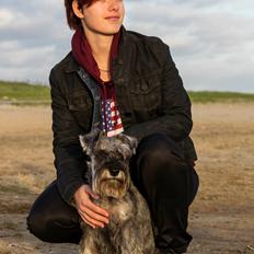 Dvaergschnauzer tulle