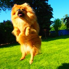 Pomeranian Lucky