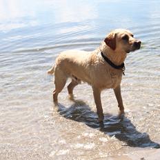 Labrador retriever Woody