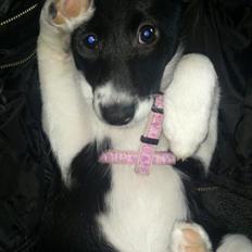 Blanding af racer Stixie