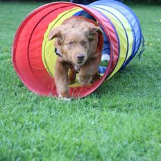 Nova scotia duck tolling retriever Charlie