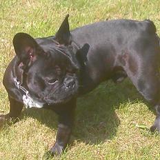 Fransk bulldog Lille Ibsen