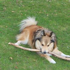 Islandsk fårehund Dino