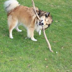 Islandsk fårehund Dino