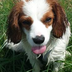 Cavalier king charles spaniel Merle