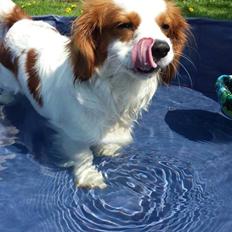 Cavalier king charles spaniel Merle