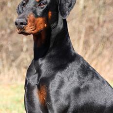 Dobermann Proud Danish Dream Of Mine