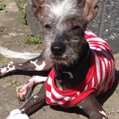 Chinese crested hårløs Ziggi