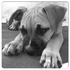 Blanding af racer Toby