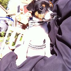 Dansk svensk gaardhund Lady my soulmate<3