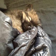 Blanding af racer Flossie