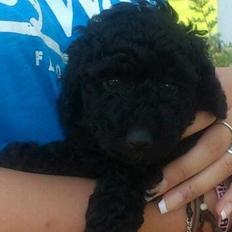 Dværgpuddel Lille MY