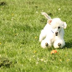 Toypuddel Lukas 2011-2017 ??