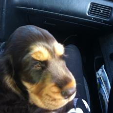 Cocker spaniel Dexter Breum (Silent Dawn Amazing Zack)