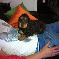 Cocker spaniel Dexter Breum (Silent Dawn Amazing Zack)