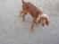 Cocker spaniel chanel (R.I.P. SMUKKE HUND