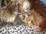 Cocker spaniel chanel (R.I.P. SMUKKE HUND