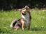 Blanding af racer Luna - lille supermodel <3 maj 2013