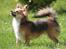 Blanding af racer Luna - smukke Luna - maj 2013