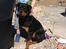 Rottweiler Packo