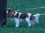 Cavalier king charles spaniel Amazing  Jetliners "Oskar" himmelhund - på udstilling