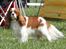 Cavalier king charles spaniel Amazing  Jetliners "Oskar" himmelhund