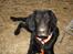 Flat coated retriever Tanima Flatcoats Bumble Bee | Beah - Beah-vuf med i ridehallen :)