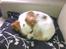 Cavalier king charles spaniel Bailey