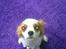 Cavalier king charles spaniel Bailey